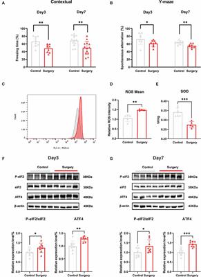Inhibition of the integrated stress response reverses oxidative stress damage-induced postoperative cognitive dysfunction